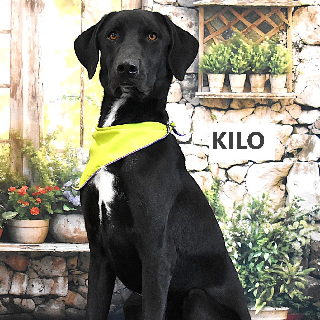 Enlarge Kilo, a Adoptable Mixed Breed in Yuma, AZ image 3/6