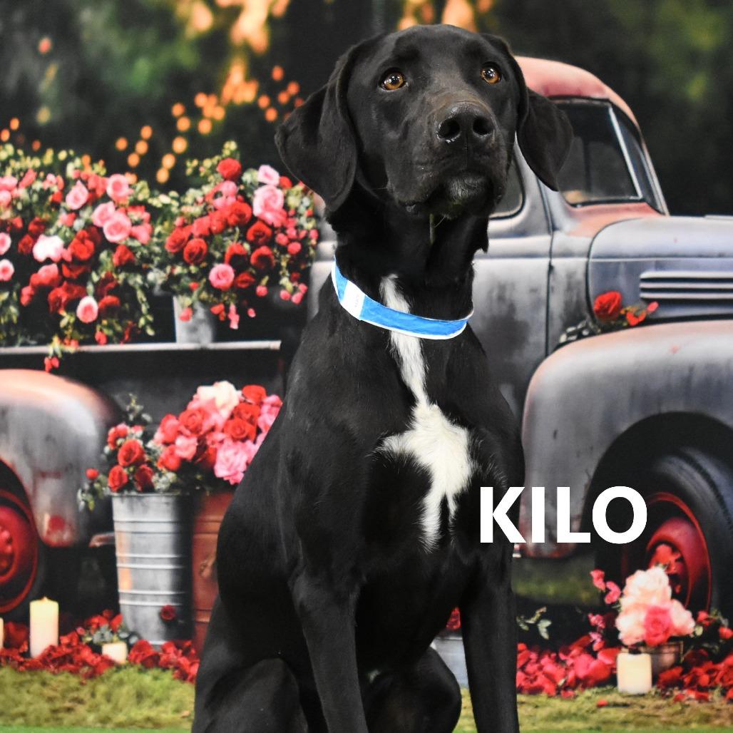 Enlarge Kilo, a Adoptable Mixed Breed in Yuma, AZ image 4/6
