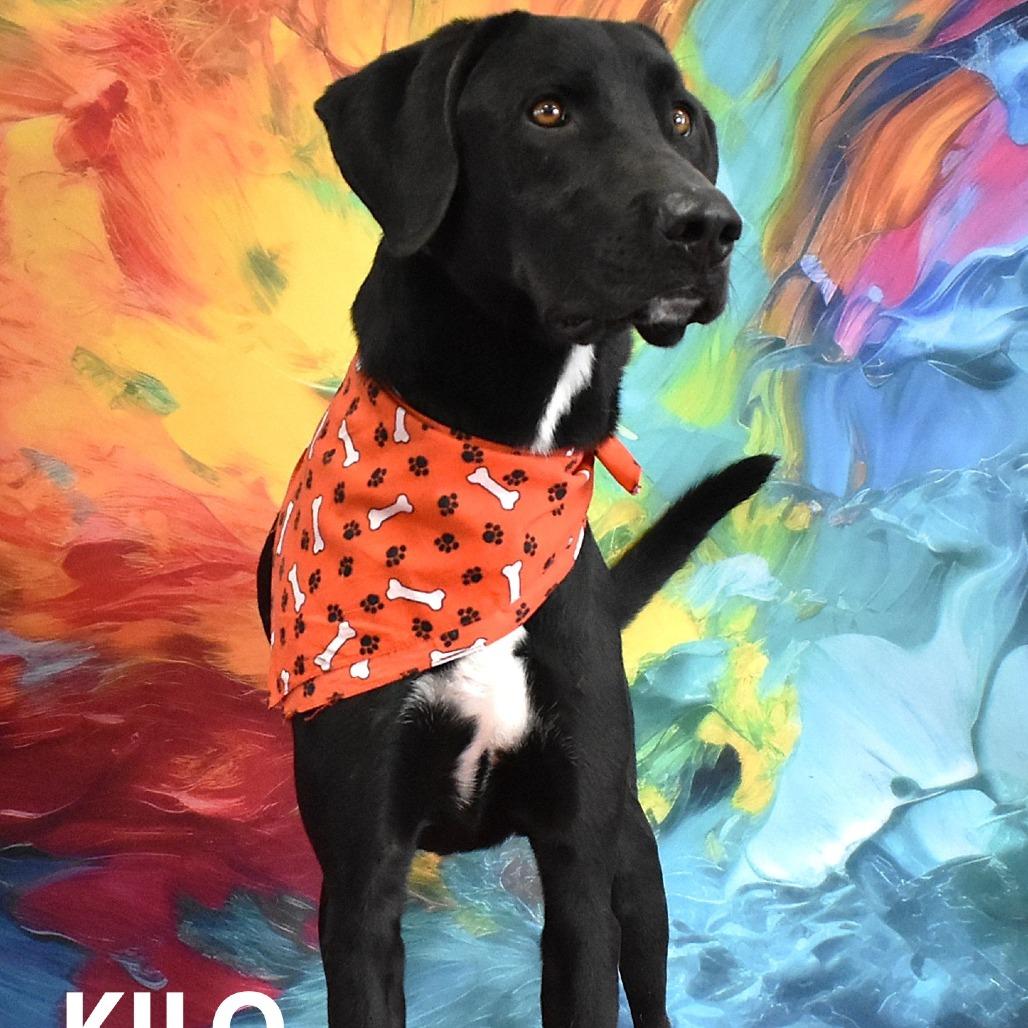 Kilo, a Adoptable Mixed Breed in Yuma, AZ image 4/6