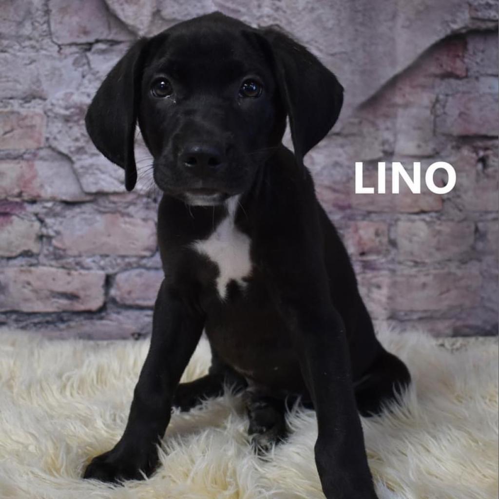 Enlarge Kilo, a Adoptable Mixed Breed in Yuma, AZ image 5/6