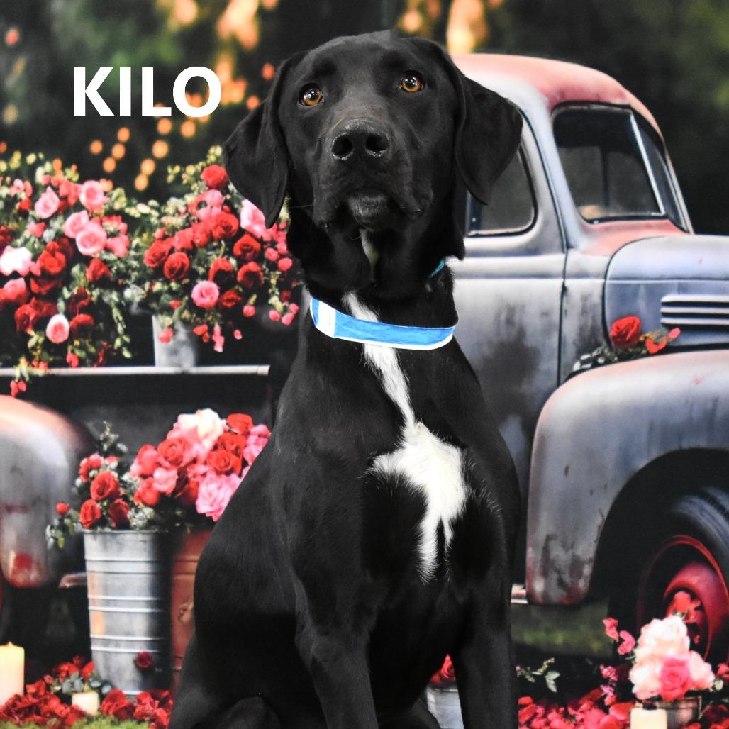 Enlarge Kilo, a Adoptable Mixed Breed in Yuma, AZ image 6/6
