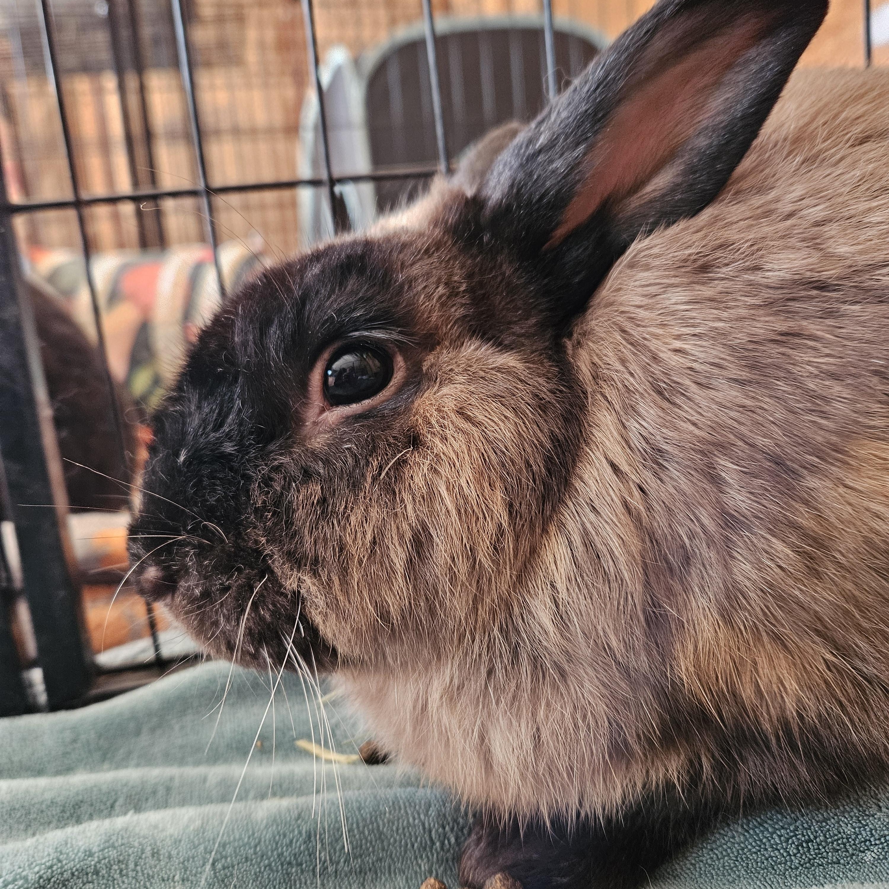 Clyde, ADOPTABLE, Adult Male Cinnamon.