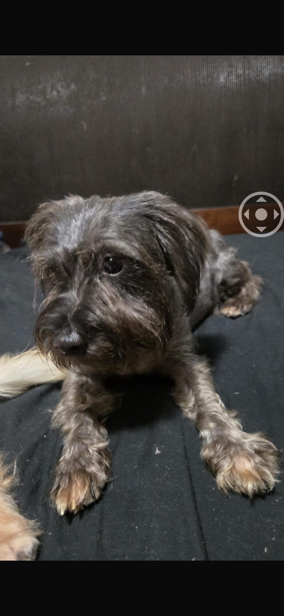 Nala, ADOPTABLE, Young Female Schnauzer.