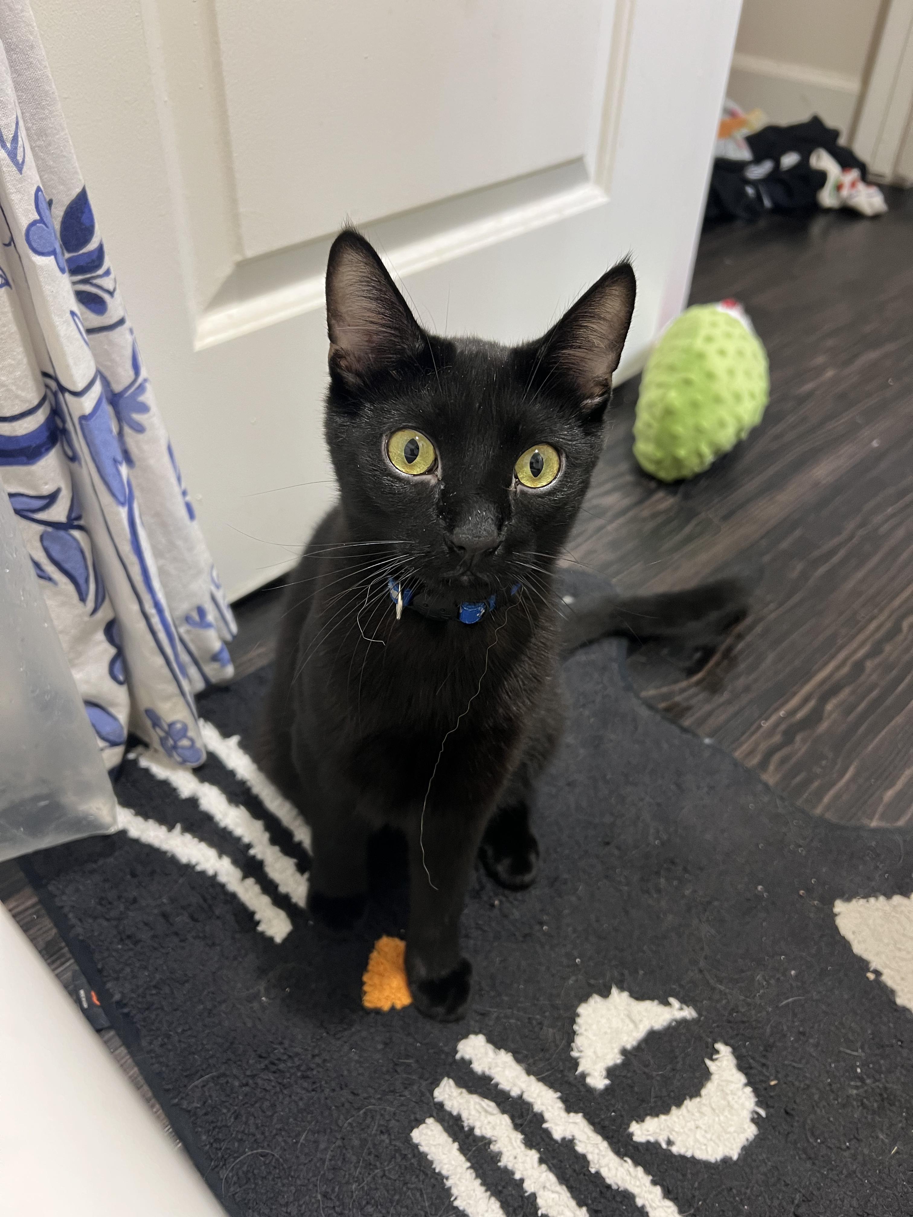 Moon & Galaxy, an adopted Domestic Medium Hair in Los Angeles, CA image 5/5