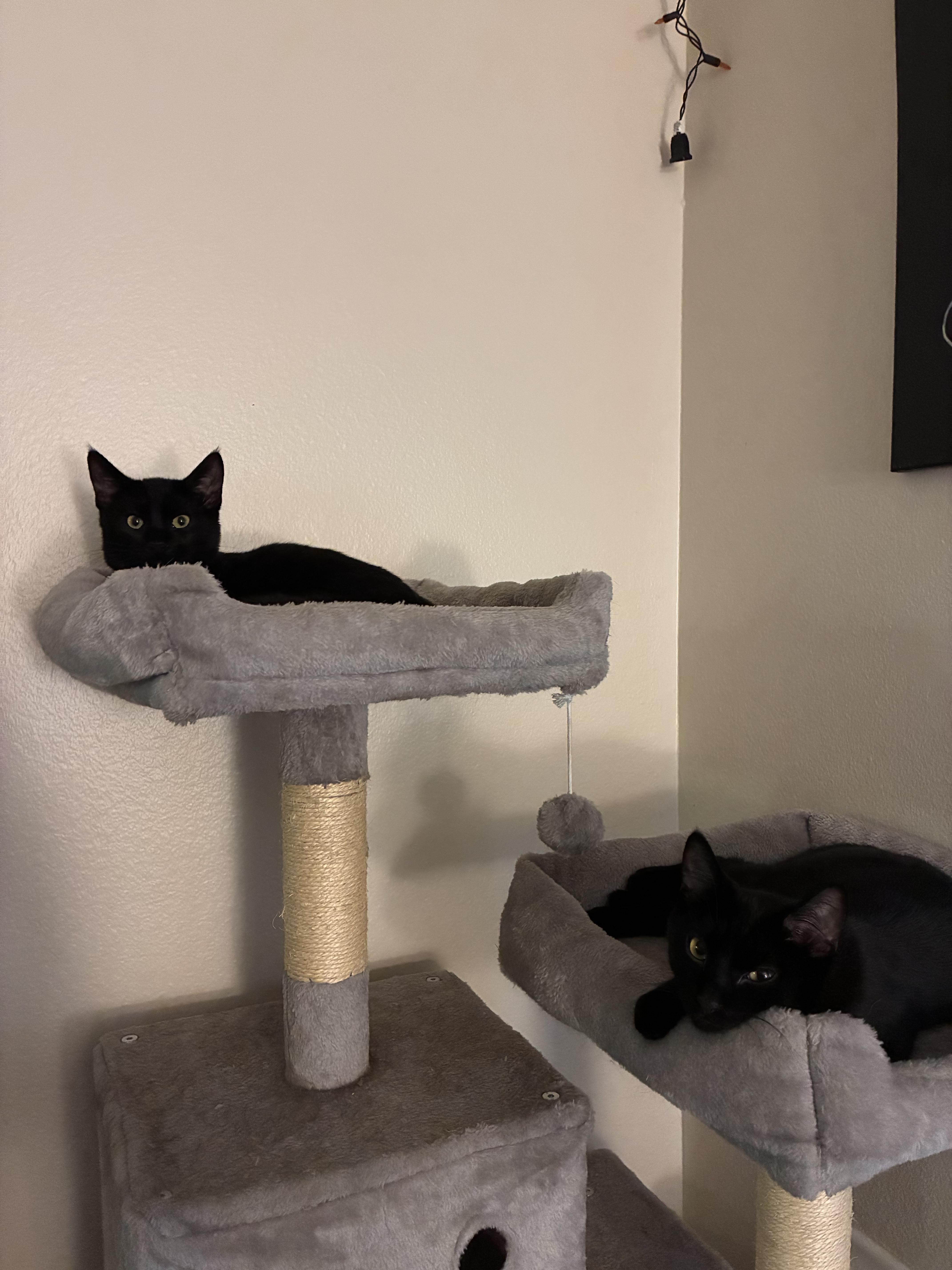 Moon & Galaxy, a Adoptable Domestic Medium Hair in Los Angeles, CA image 2/6