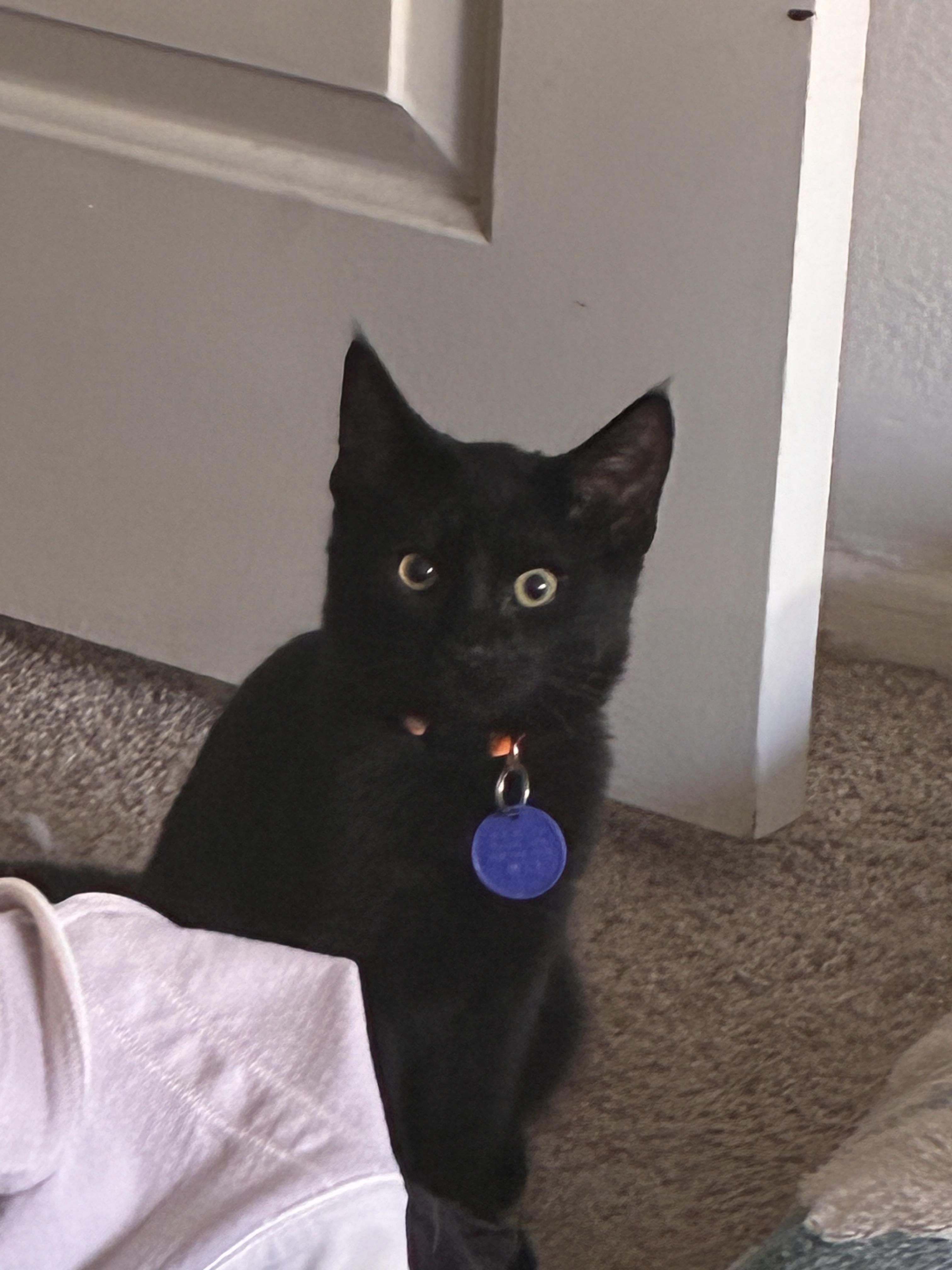 Moon & Galaxy, a Adoptable Domestic Medium Hair in Los Angeles, CA image 3/6