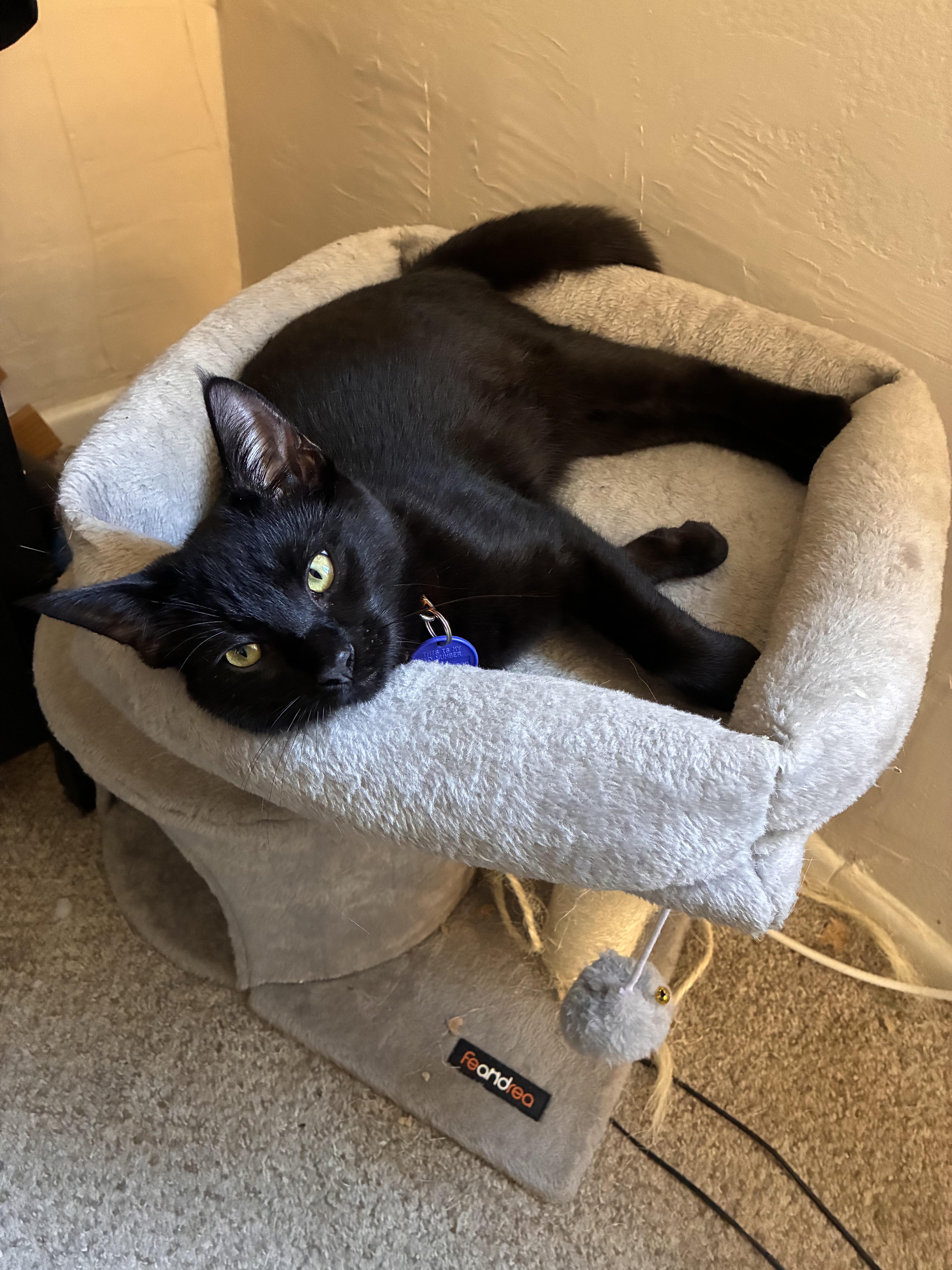 Moon & Galaxy, a Adoptable Domestic Medium Hair in Los Angeles, CA image 4/6