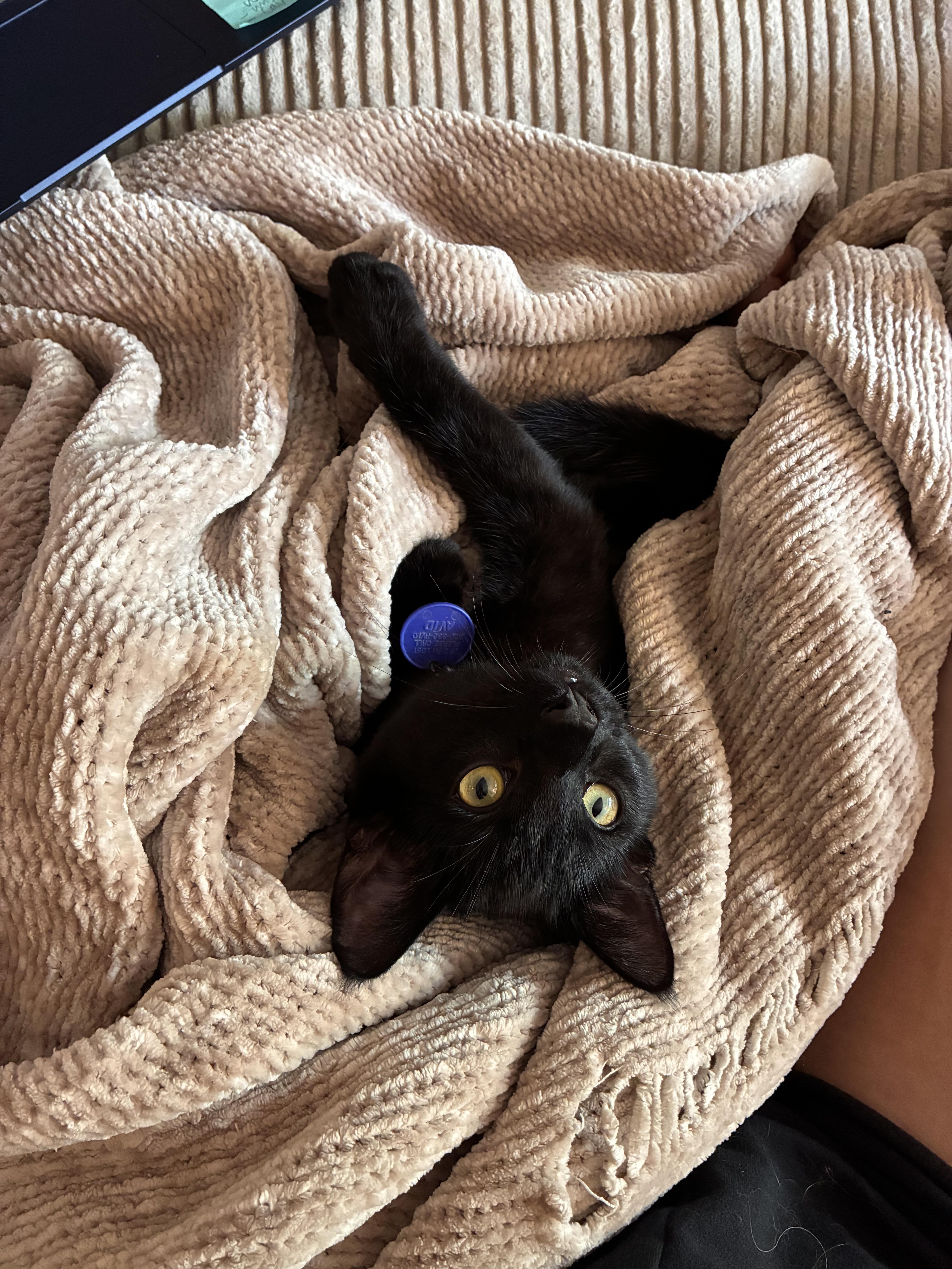 Moon & Galaxy, a Adoptable Domestic Medium Hair in Los Angeles, CA image 1/6