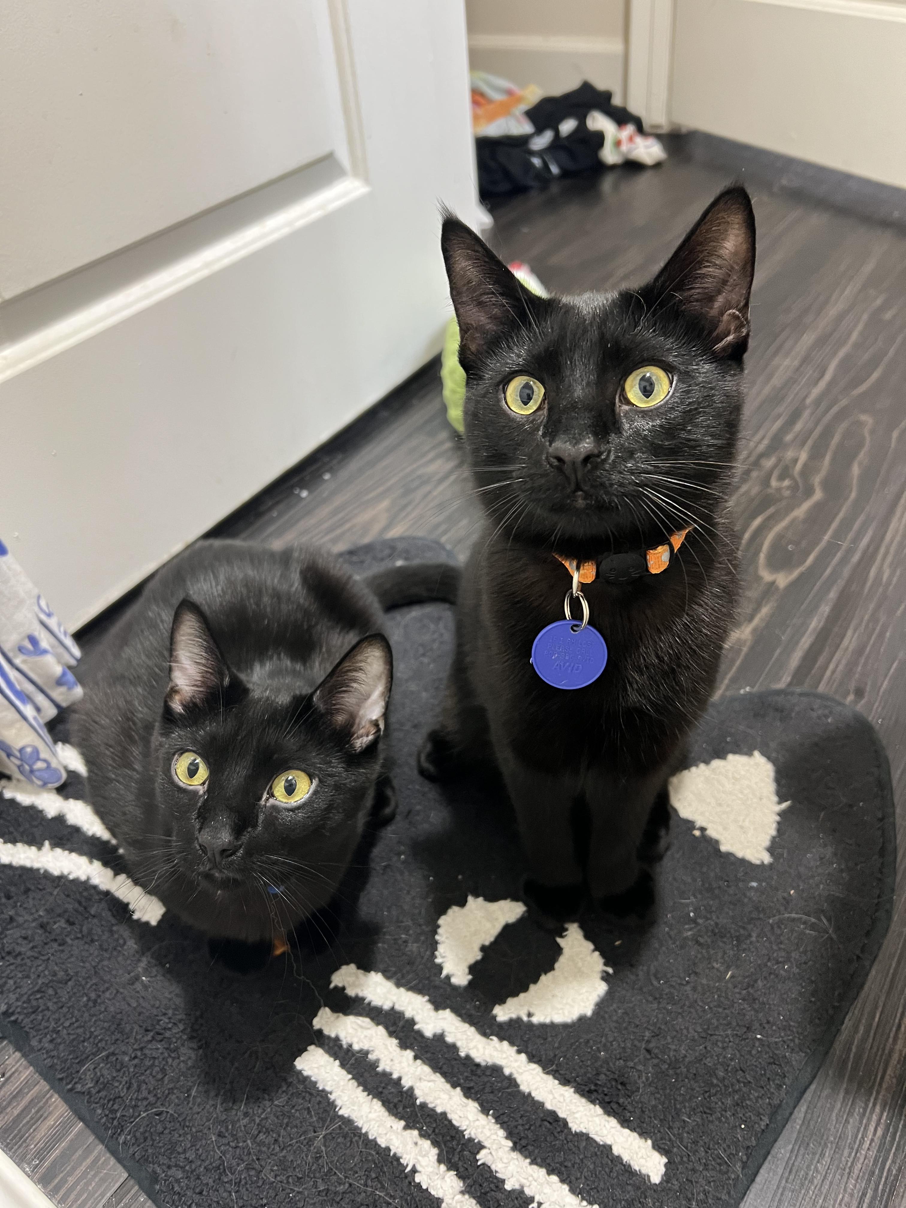 Moon & Galaxy, an adopted Domestic Medium Hair in Los Angeles, CA image 1/5