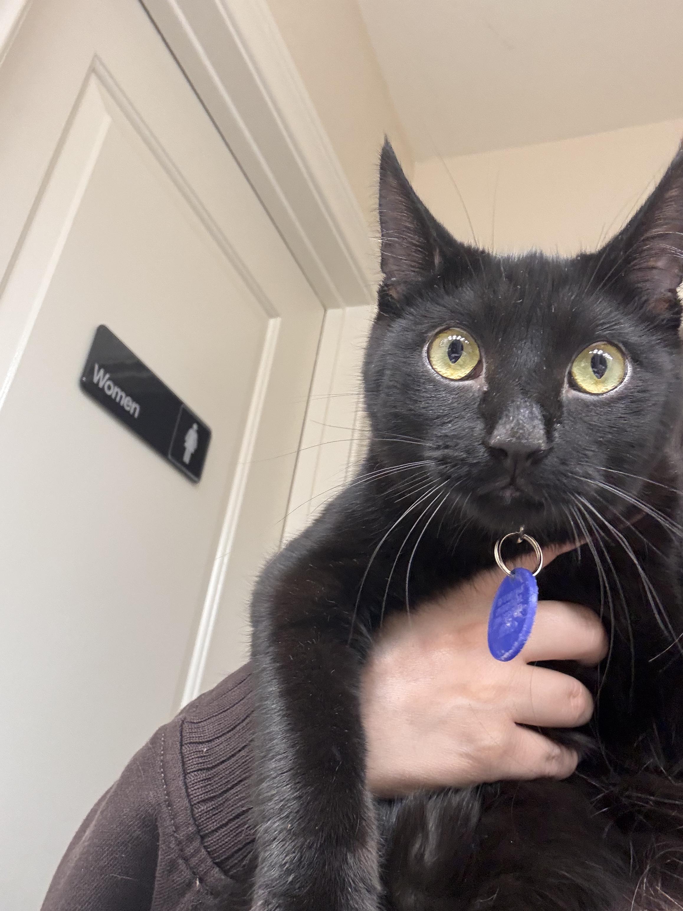 Moon & Galaxy, a Adoptable Domestic Medium Hair in Los Angeles, CA image 5/6