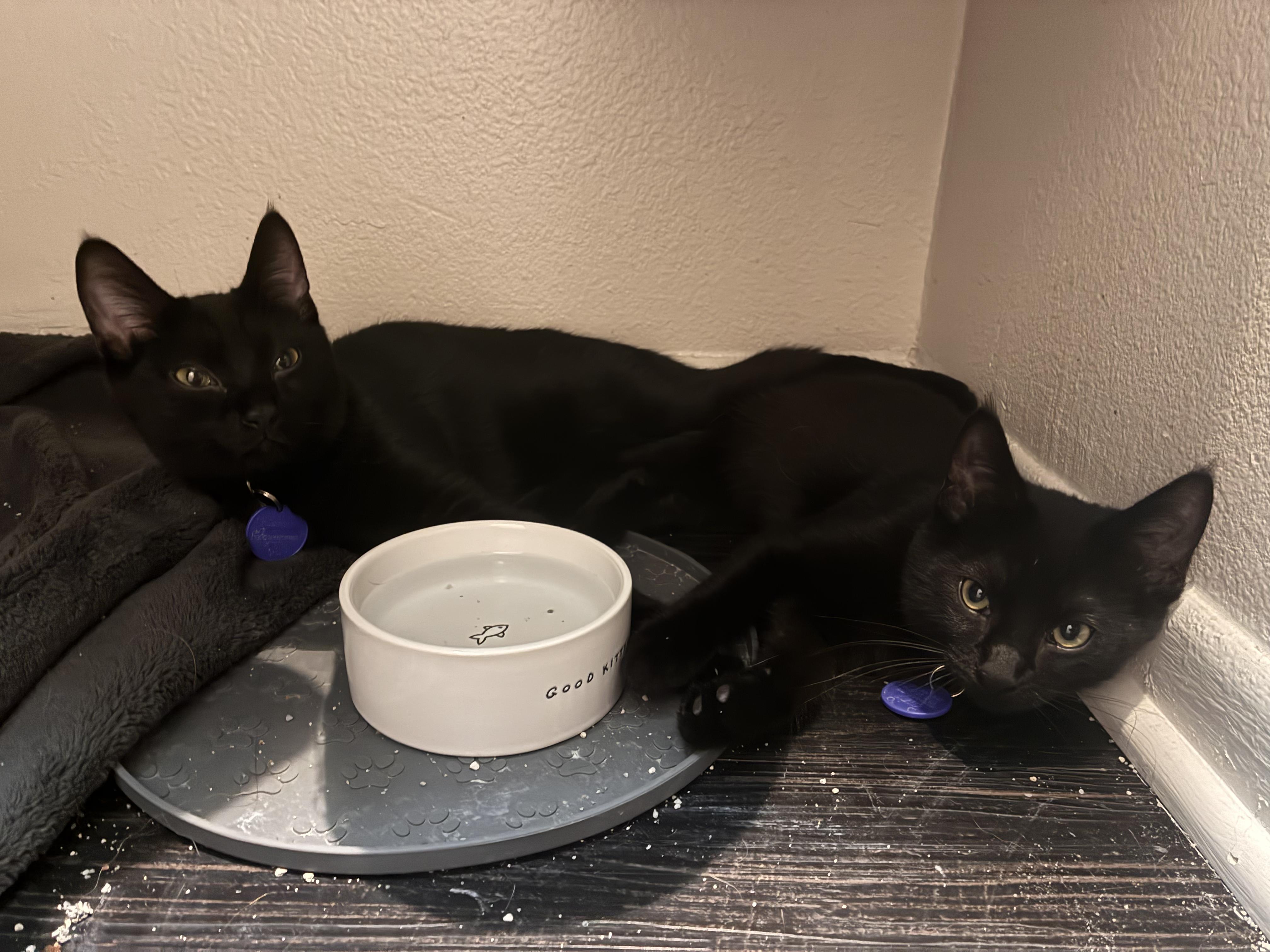 Moon & Galaxy, a Adoptable Domestic Medium Hair in Los Angeles, CA image 6/6