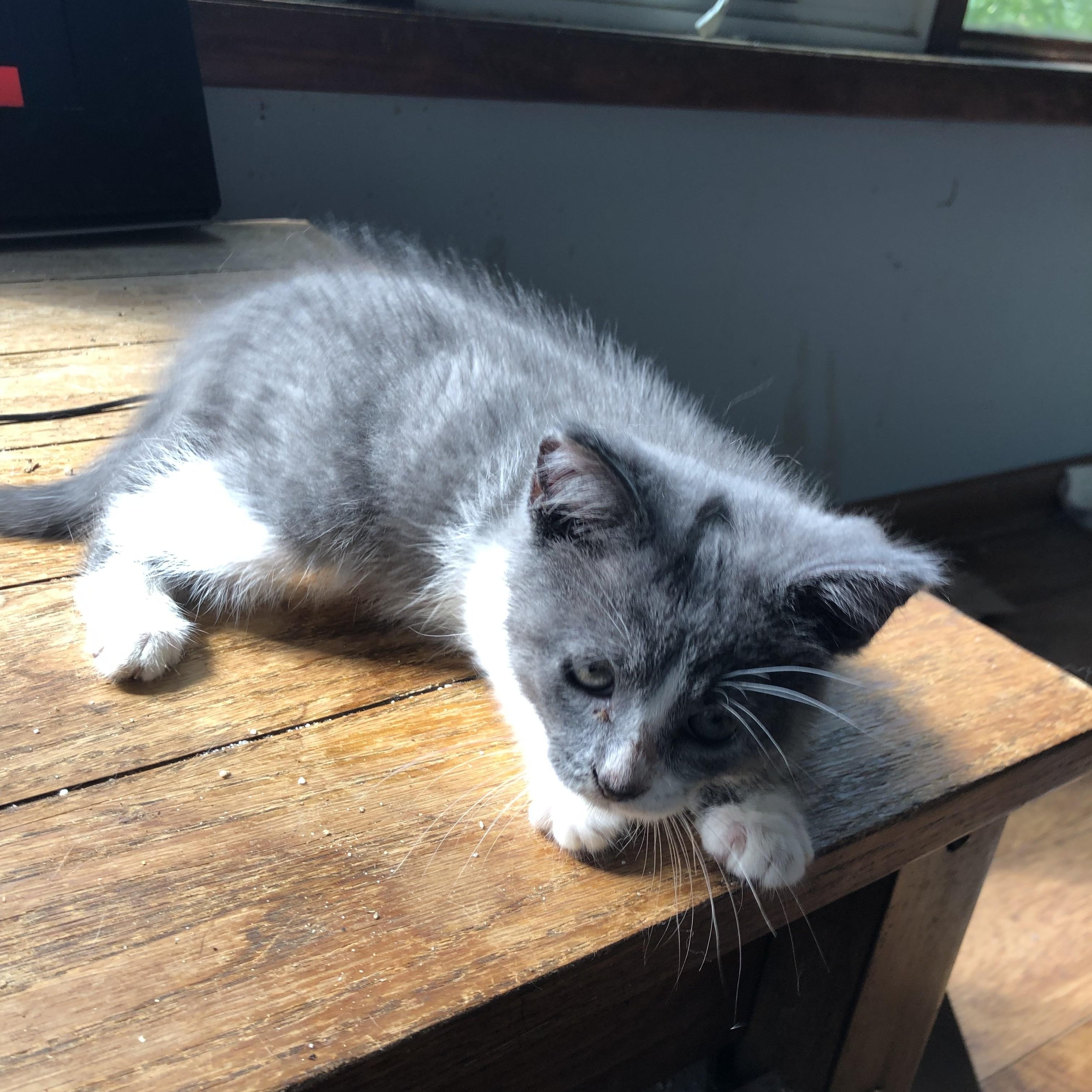New Furze, the fuzzy, roly-poly ADORABULLLLLL kitten whose frequent "fails"/falls will make you guff