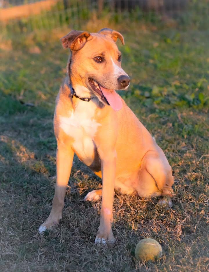 Layla, a Adoptable mixed breed in Statesville, NC image 1/5