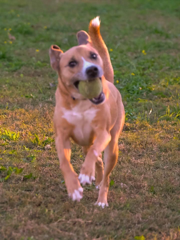 Layla, a Adoptable mixed breed in Statesville, NC image 2/5