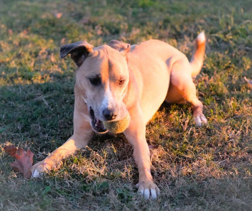 Layla, a Adoptable mixed breed in Statesville, NC image 3/5