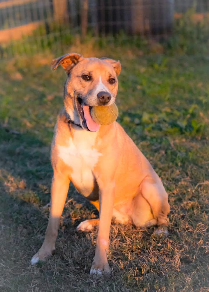 Layla, a Adoptable mixed breed in Statesville, NC image 4/5