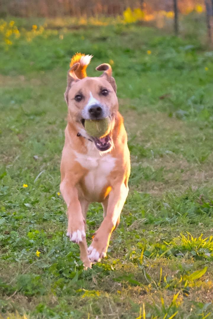 Layla, a Adoptable mixed breed in Statesville, NC image 5/5