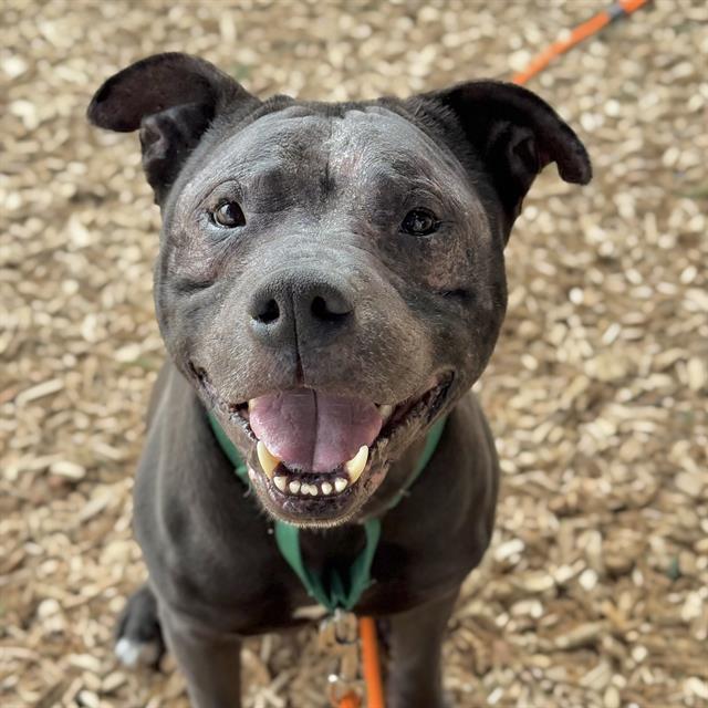 FRANKIE, Adoptable, Adult Male Pit Bull Terrier.