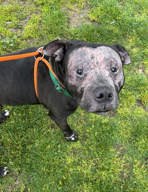 Enlarge FRANKIE, a Adoptable Pit Bull Terrier in Kent, WA image 1/1