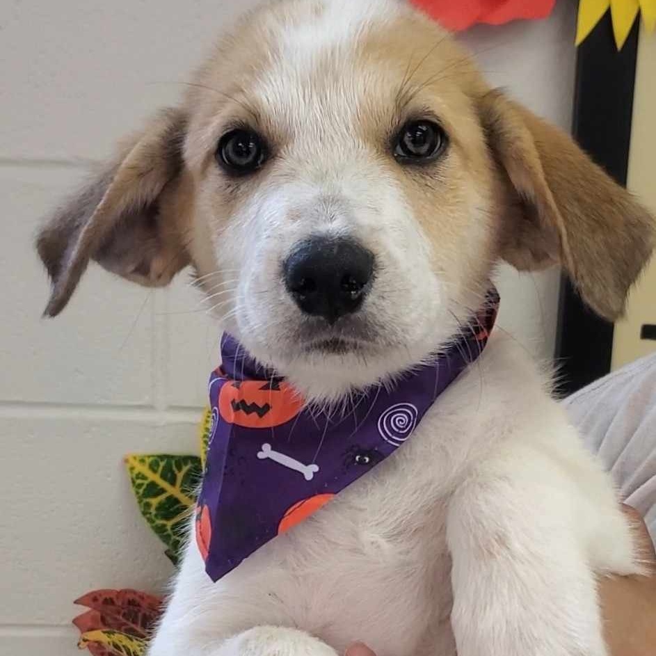 Dog for adoption RHETT, a Great Pyrenees Mix in East Dover, VT