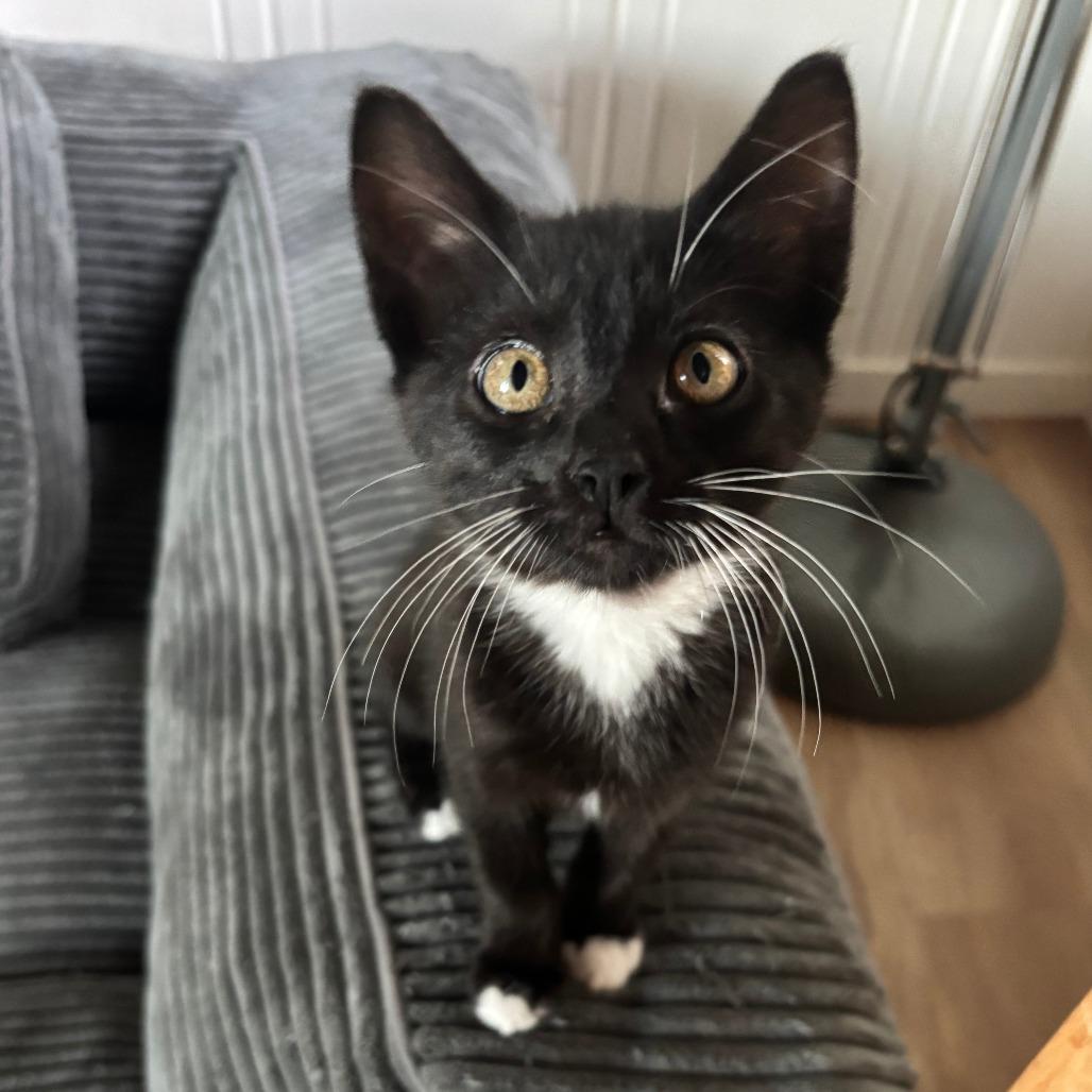 Bristol, Adoptable, Kitten Female Domestic Short Hair.