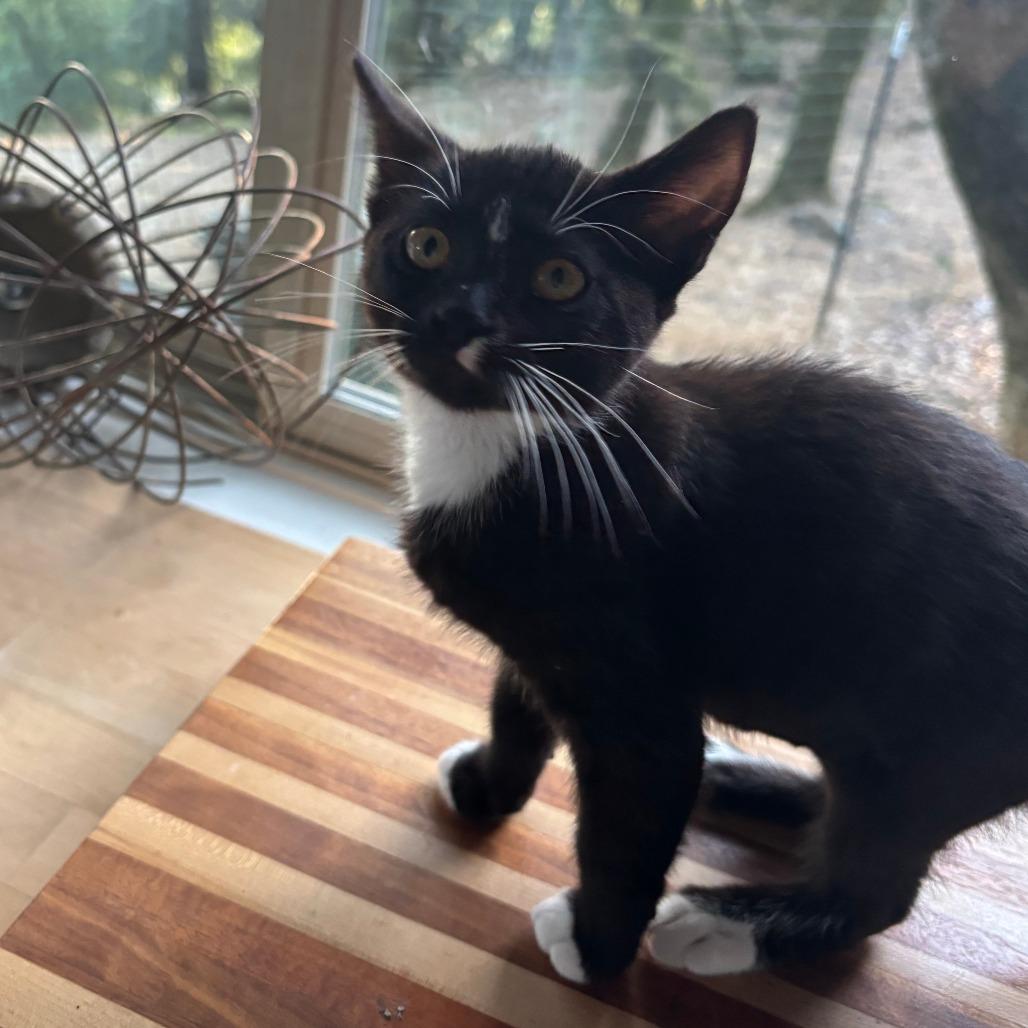 Enlarge Bristol, a Adoptable Domestic Short Hair in Santa Rosa, CA image 2/3