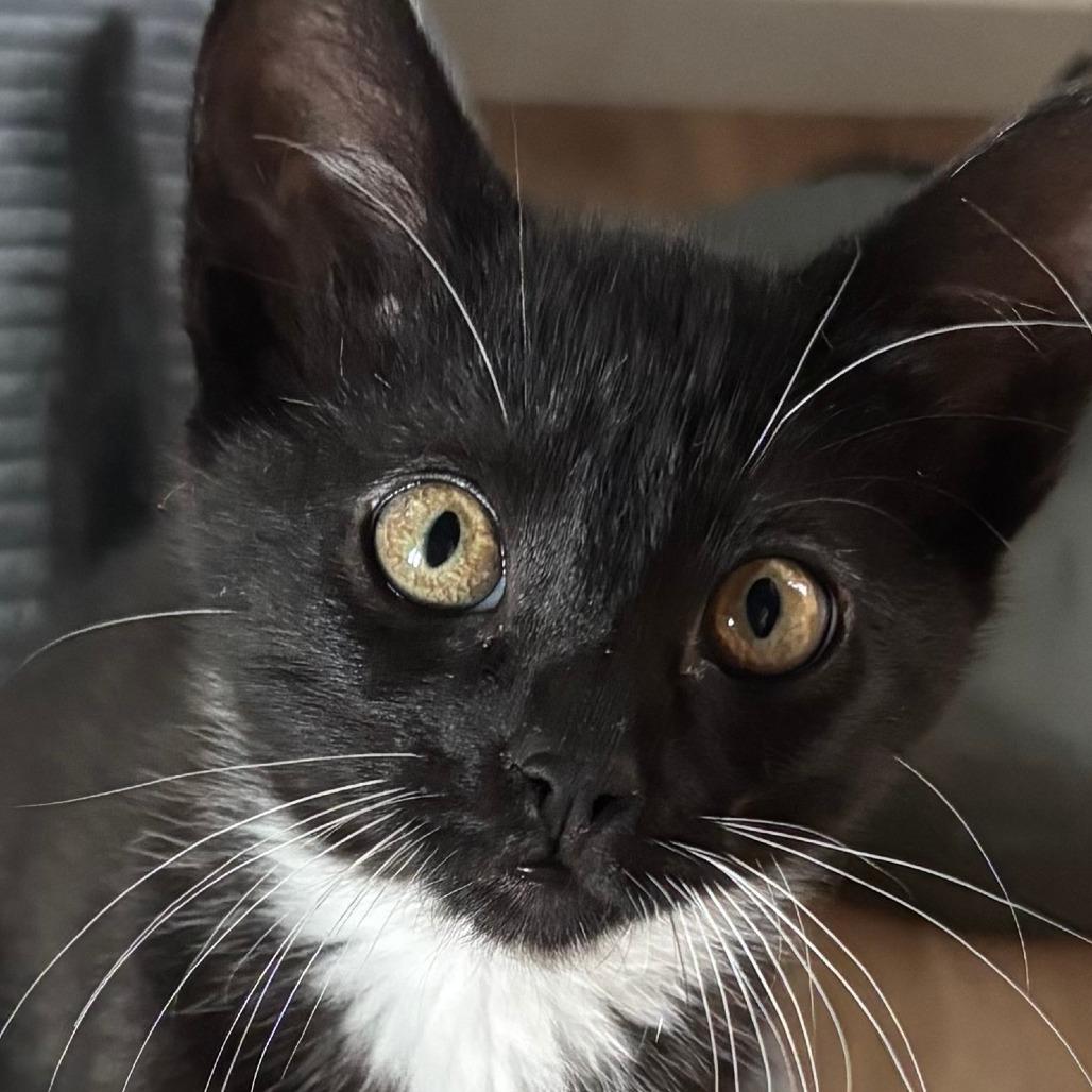 Enlarge Bristol, a Adoptable Domestic Short Hair in Santa Rosa, CA image 3/3