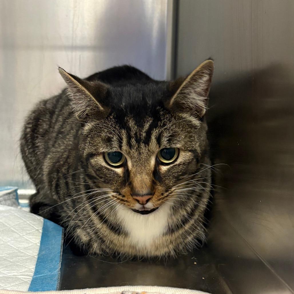 Lucy, Adoptable, Adult Female Domestic Short Hair.