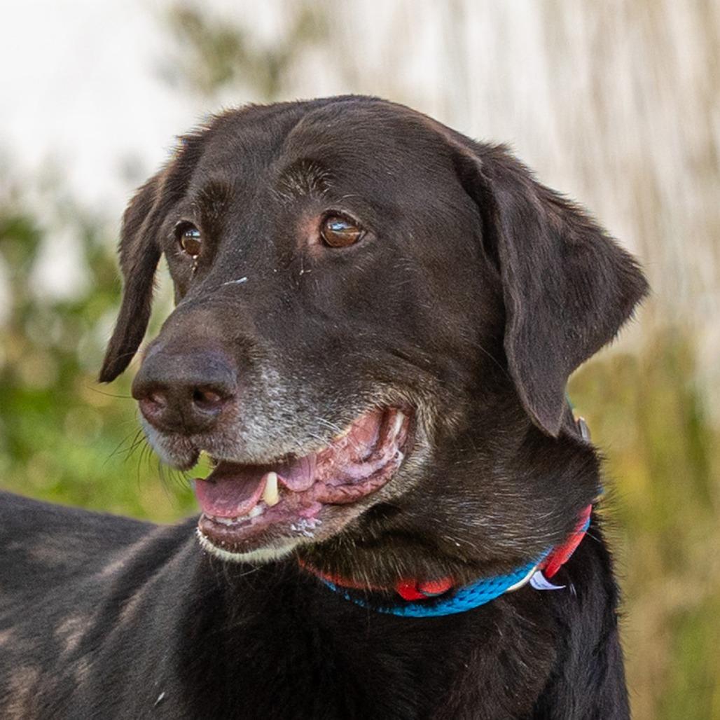 Enlarge Kasey, a Adoptable Labrador Retriever in Council Bluffs, IA image 1/5