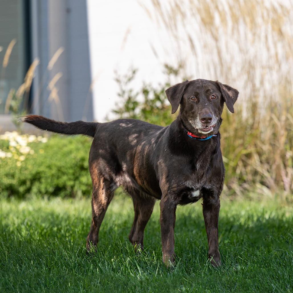 Enlarge Kasey, a Adoptable Labrador Retriever in Council Bluffs, IA image 2/5