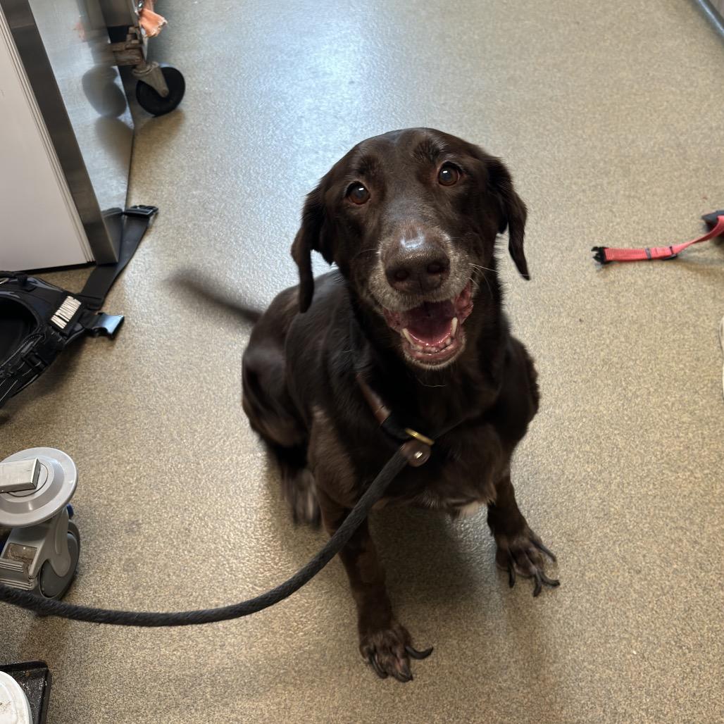 Enlarge Kasey, a Adoptable Labrador Retriever in Council Bluffs, IA image 3/5