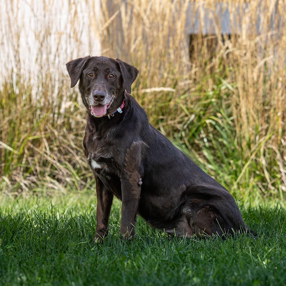 Enlarge Kasey, a Adoptable Labrador Retriever in Council Bluffs, IA image 4/5
