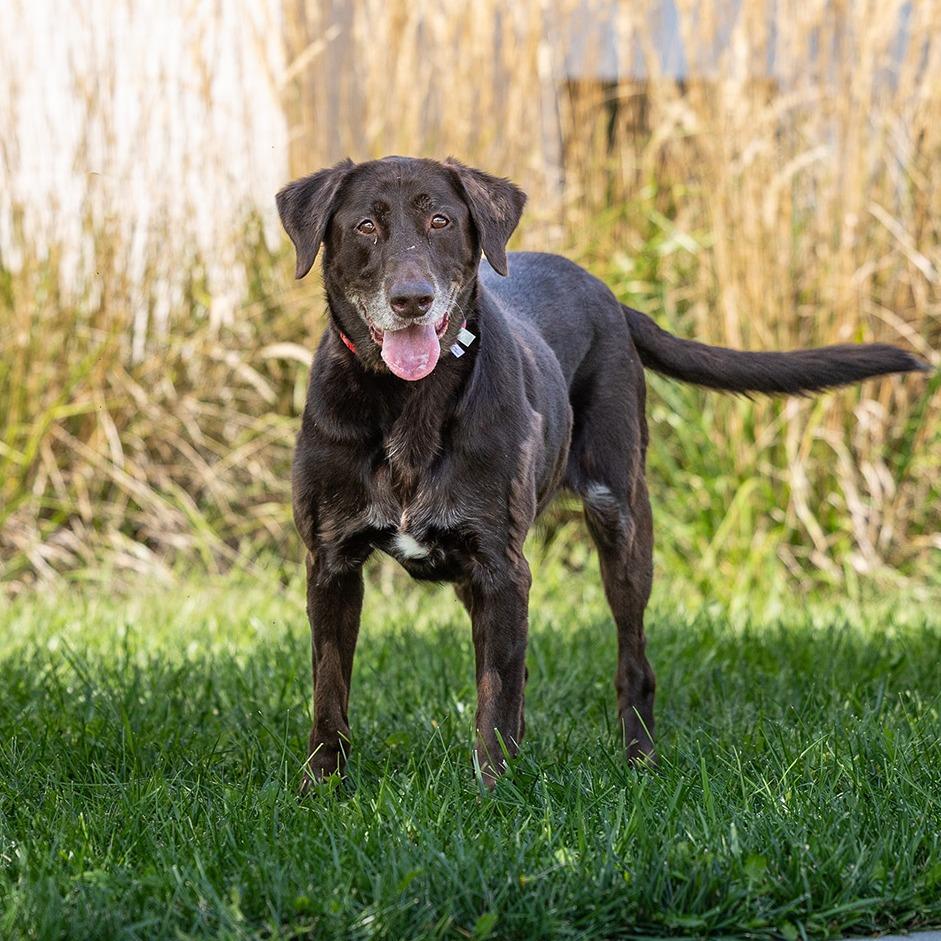 Enlarge Kasey, a Adoptable Labrador Retriever in Council Bluffs, IA image 5/5