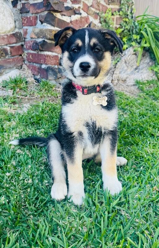 Molly, Adoptable, Young Female Smooth Collie & Mixed Breed.
