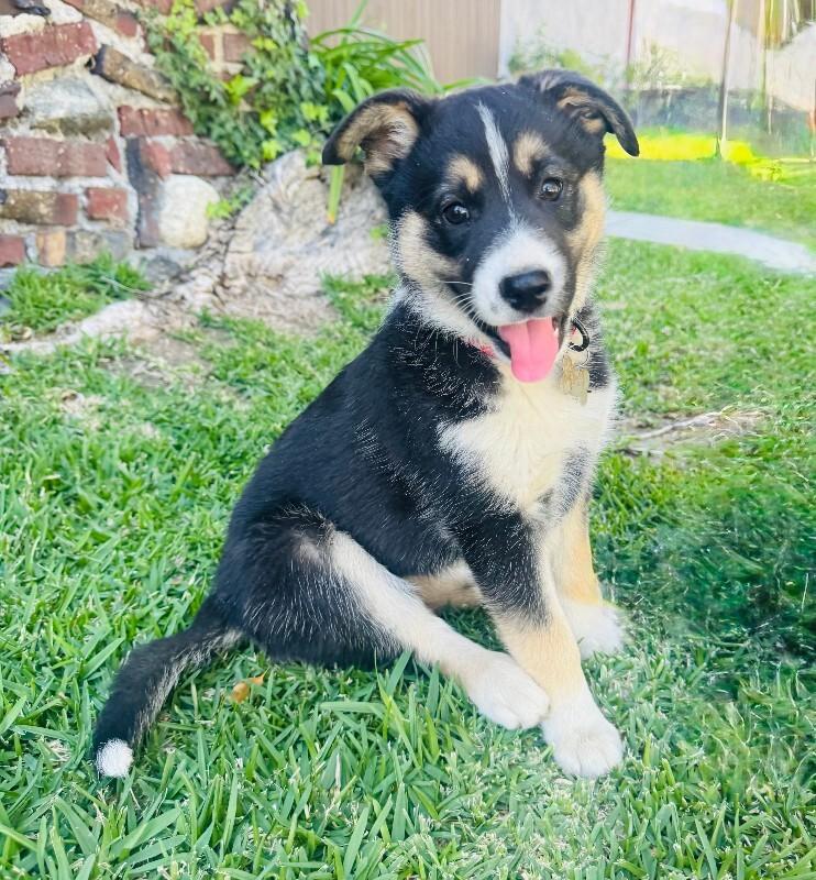 Enlarge Molly, a Adoptable mixed breed in Valley Village, CA image 4/4