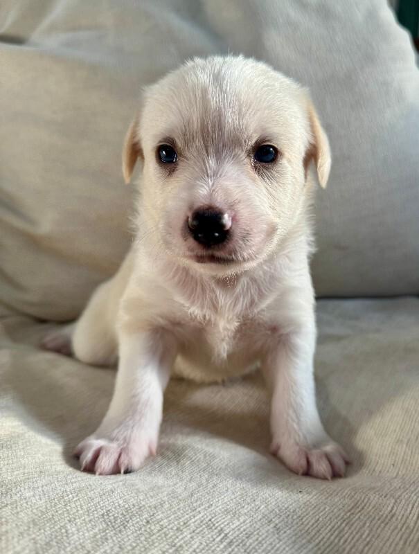 Enlarge Molly, a Adoptable mixed breed in Valley Village, CA image 1/1
