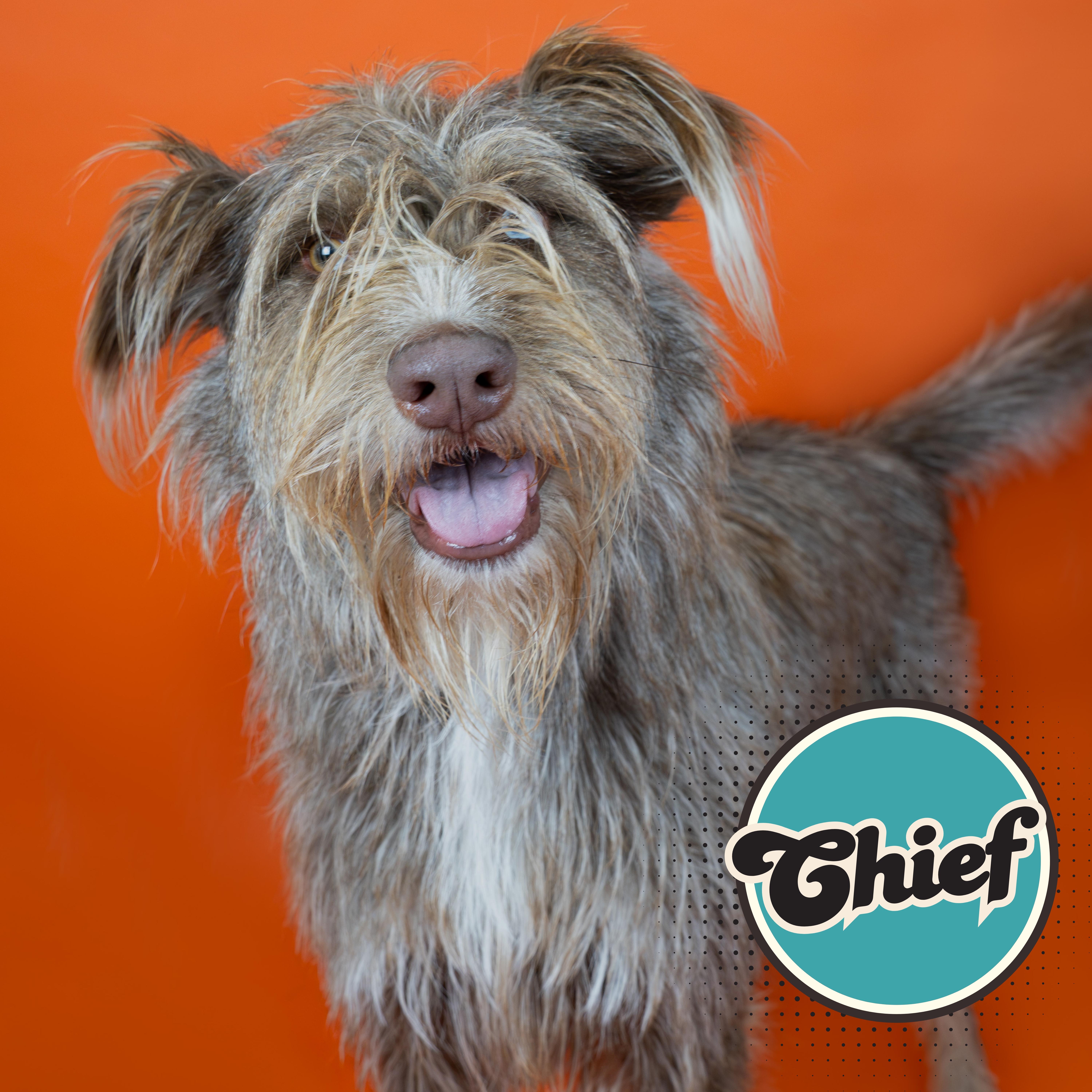 Chief, ADOPTABLE, Adult Male German Wirehaired Pointer.