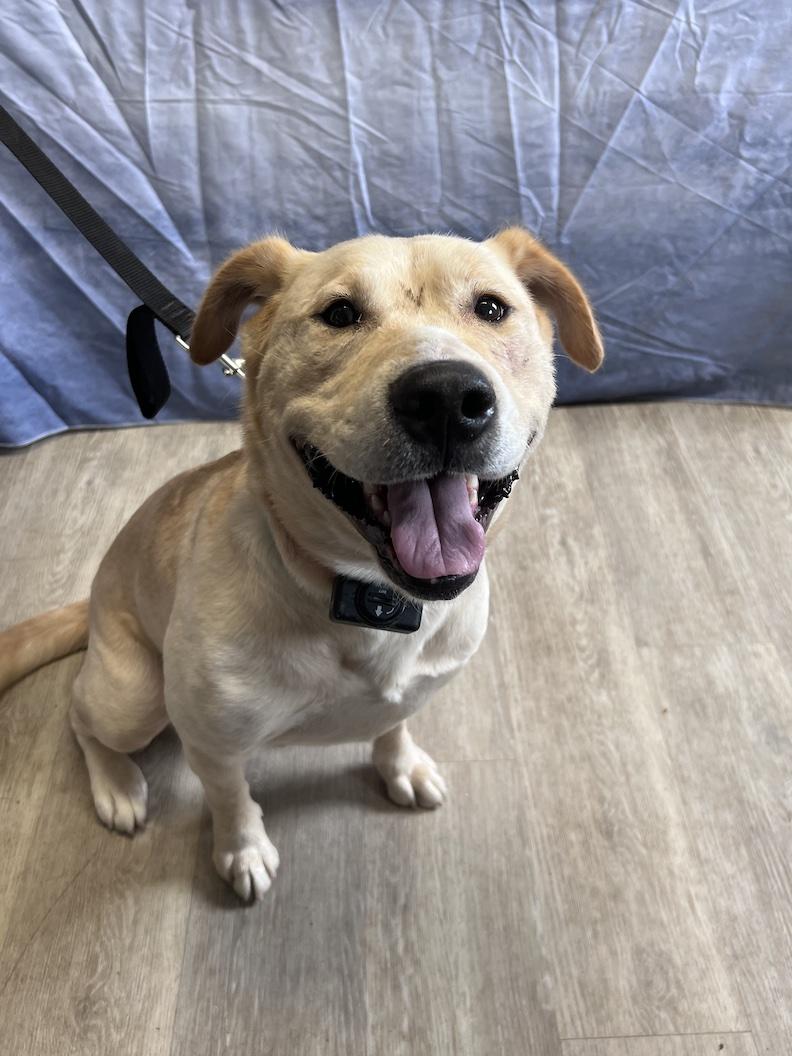 Teddi-Foster-to-Adopt, a ADOPTABLE mixed breed in Medina, OH image 3/6