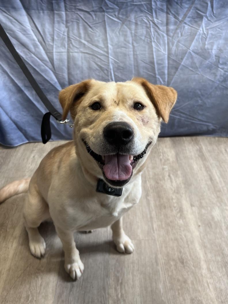 Teddi-Foster-to-Adopt, a ADOPTABLE mixed breed in Medina, OH image 5/6