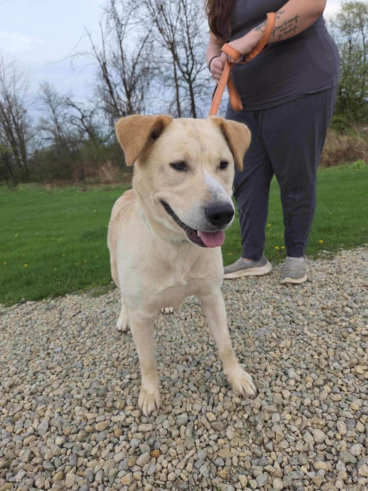 Enlarge Teddi-Not Accepting Applications Yet!, a ADOPTABLE mixed breed in Medina, OH image 3/3
