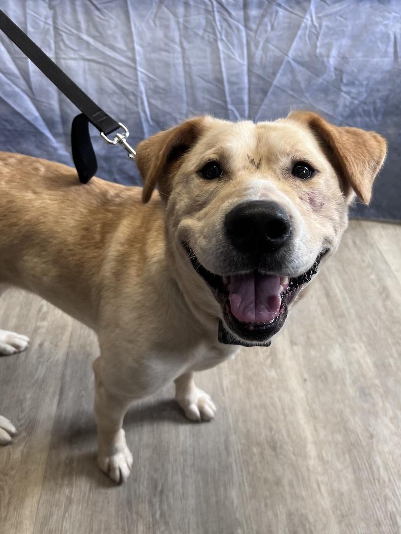 Teddi-Foster-to-Adopt, a ADOPTABLE mixed breed in Medina, OH image 2/6