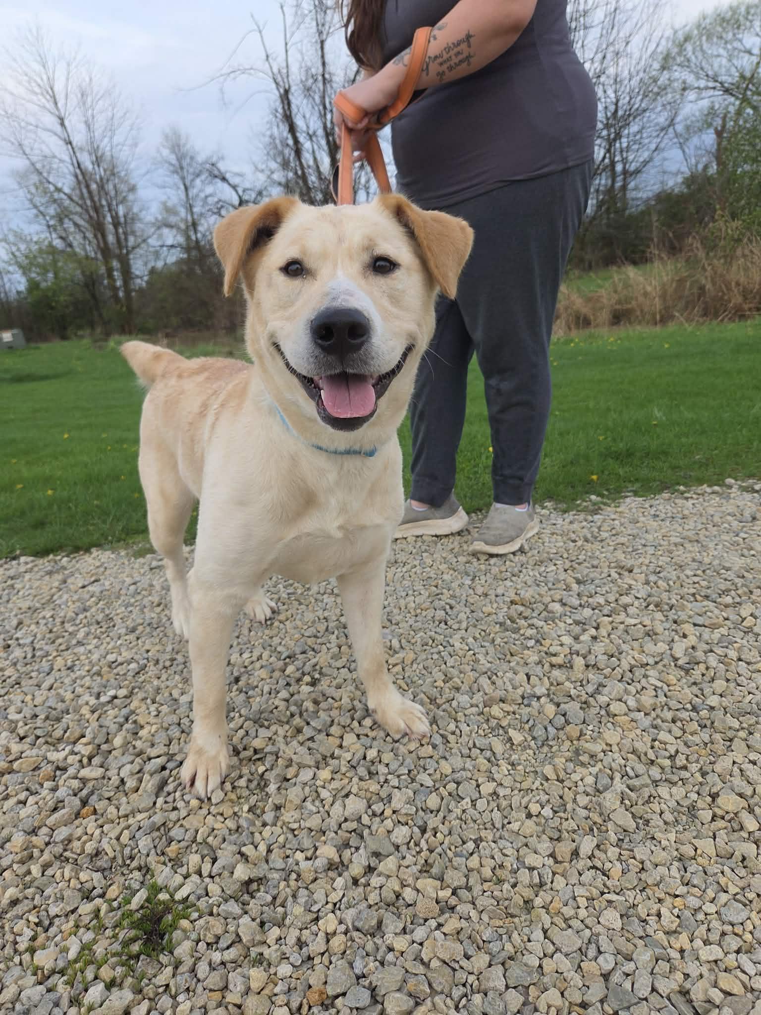Teddi-Not Accepting Applications Yet!, ADOPTABLE, Adult Female Yellow Labrador Retriever.