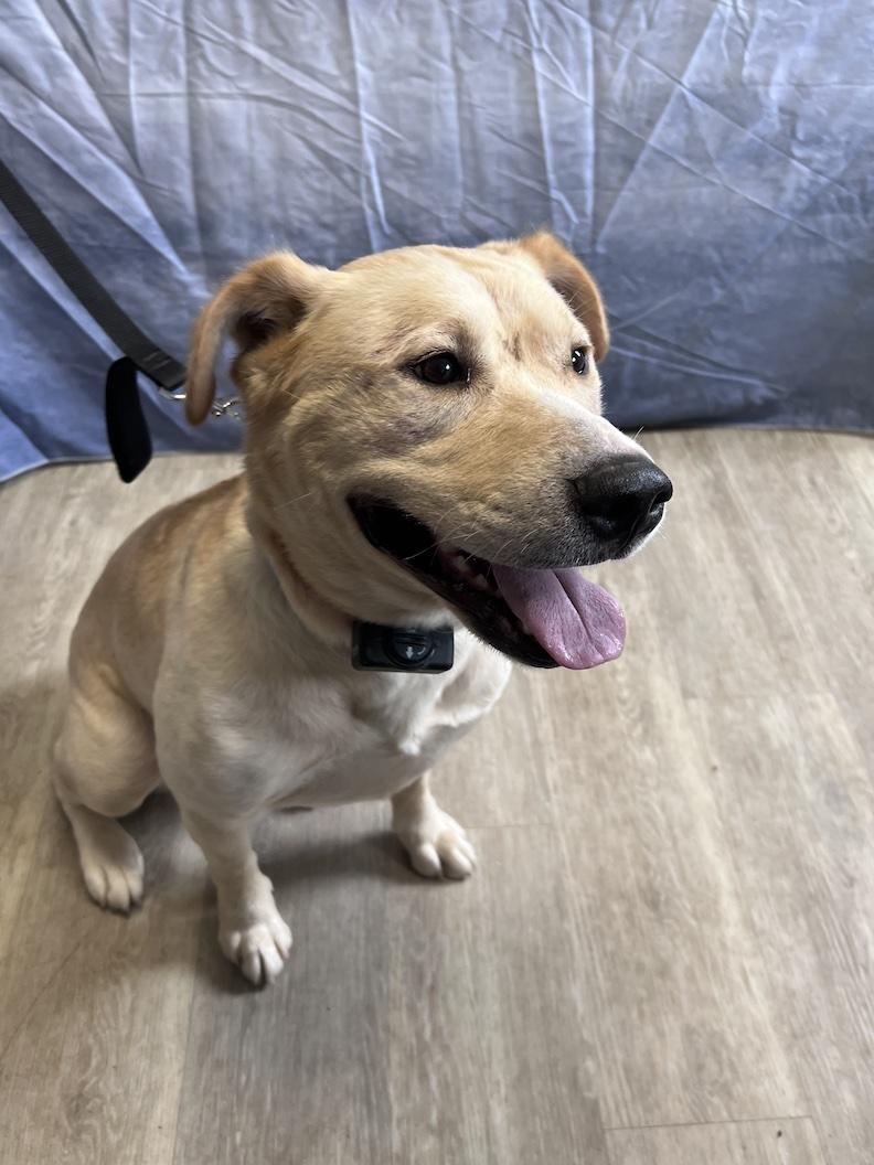 Teddi-Foster-to-Adopt, a ADOPTABLE mixed breed in Medina, OH image 4/6