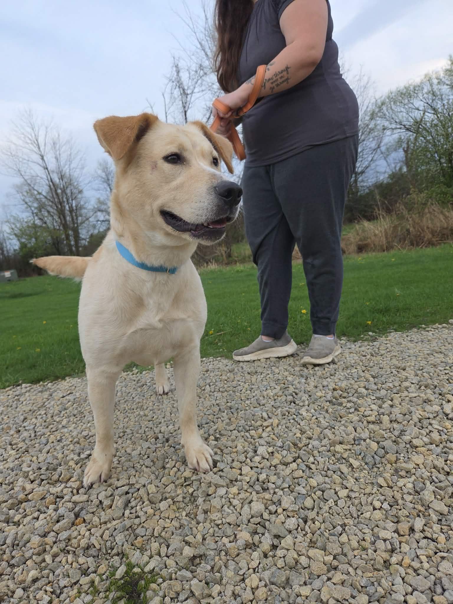 Enlarge Teddi-Not Accepting Applications Yet!, a ADOPTABLE mixed breed in Medina, OH image 2/3