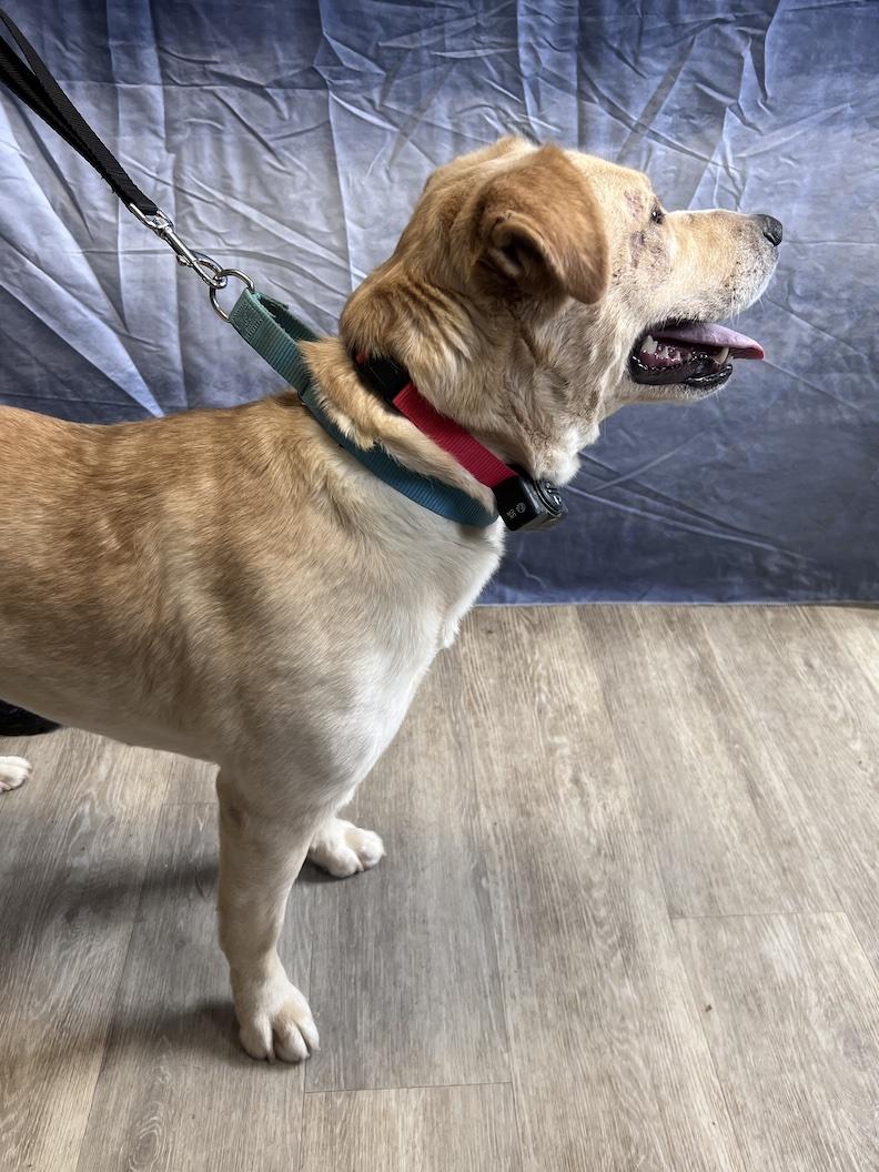 Teddi-Foster-to-Adopt, a ADOPTABLE mixed breed in Medina, OH image 6/6
