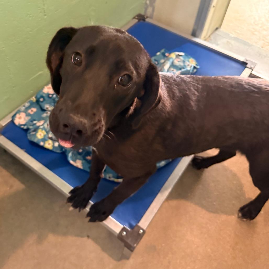 Raven/Betty White, a Adoptable Mixed Breed in Franklin, NC image 1/6