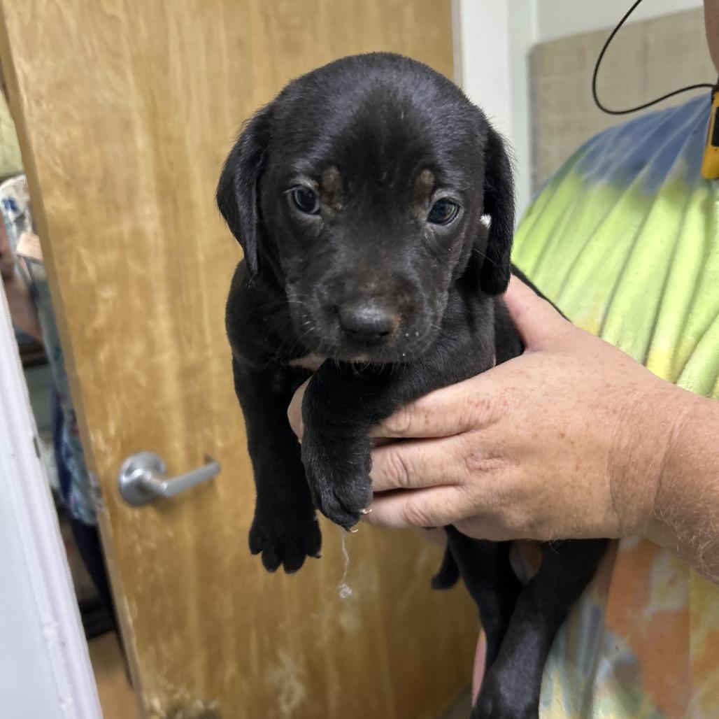 Raven/Betty White, a Adoptable Mixed Breed in Franklin, NC image 3/6
