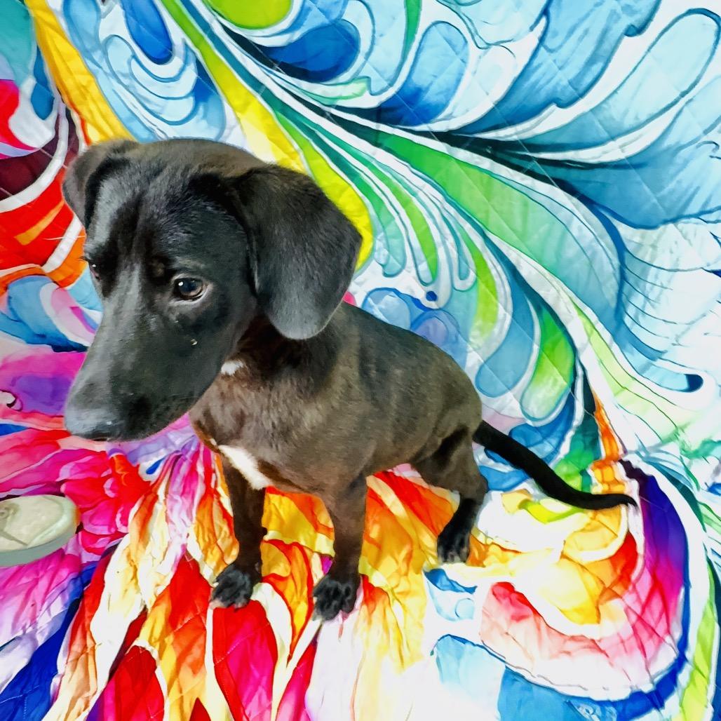 Raven/Betty White, a Adoptable Mixed Breed in Franklin, NC image 4/6