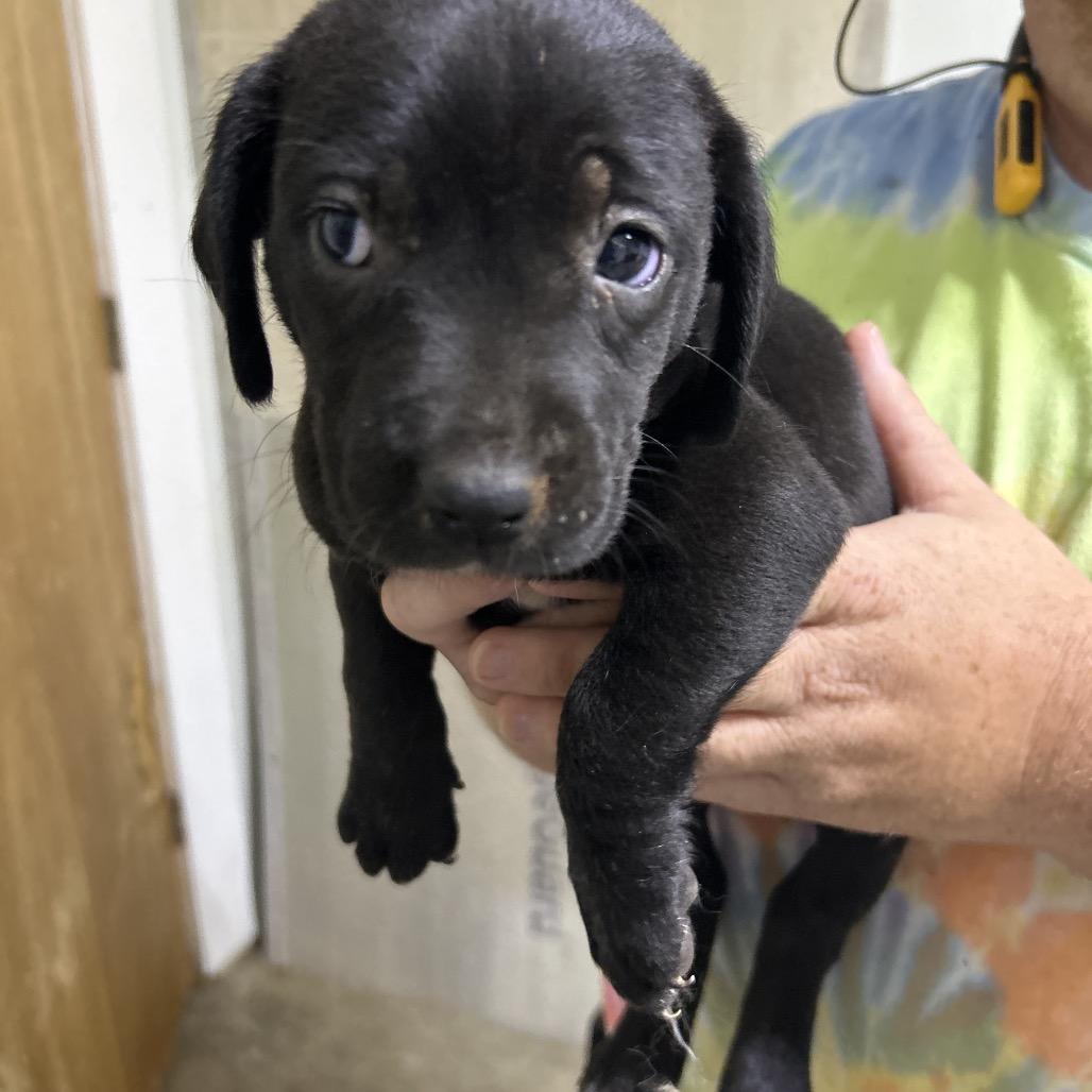 Raven/Betty White, a Adoptable Mixed Breed in Franklin, NC image 5/6