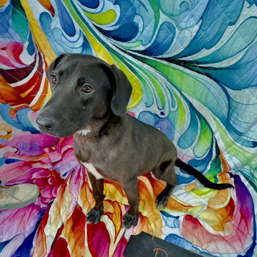 Raven/Betty White, a Adoptable Mixed Breed in Franklin, NC image 6/6